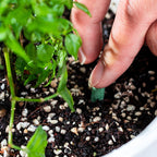 🌱 Long-lasting plant food sticks – balanced NPK for roots, leaves & blooms!  🌿✨